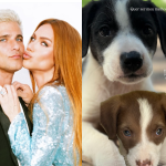 Giovanna Ewbank e Bruno Gagliasso resgatam oito filhotes de cachorro em estrada