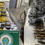 Carcaças de animais de alto risco sanitário trazidos da Nigéria são apreendidas em aeroporto de SP