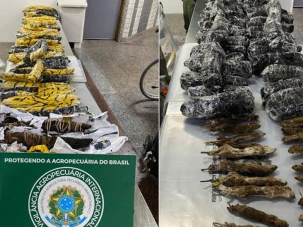 Carcaças de animais de alto risco sanitário trazidos da Nigéria são apreendidas em aeroporto de SP