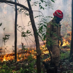 Amazonas em alerta! Incêndio se espalha e ameaça casas no interior do estado