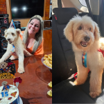 Cachorro entra na justiça contra ex-dona e ganha indenização de R$ 5 mil por maus-tratos