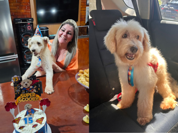 Cachorro entra na justiça contra ex-dona e ganha indenização de R$ 5 mil por maus-tratos