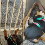Ana Maria Braga compartilha reencontro emocionante entre cadela e filhote resgatada das ruas