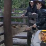 Record chama zootecnista para salvar a pele de Dudu Camargo em “A Fazenda”