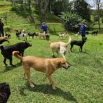 Você realmente entende o que seu cachorro está sentindo? A ciência explica!