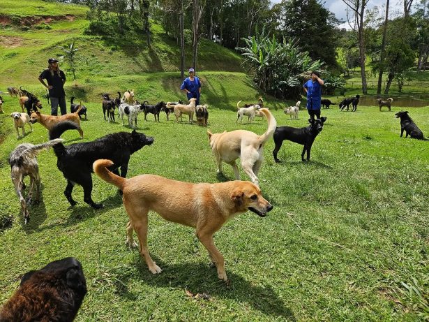 Você realmente entende o que seu cachorro está sentindo? A ciência explica!