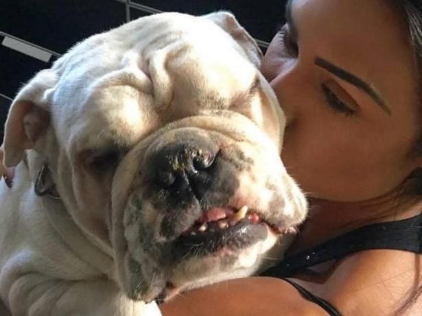 Morre Belletty, cadela de Gracyanne Barbosa, enquanto musa está confinada no BBB