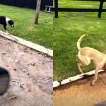 De moto, Gusttavo Lima registra “perseguição” de cães em fazenda