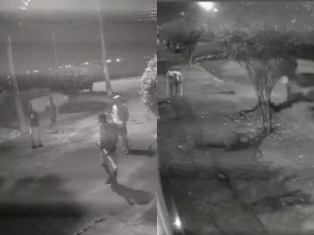 Capivara é covardemente atacada por 8 homens no Rio; suspeitos são presos