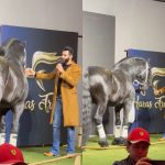 Gusttavo Lima leiloa sociedade de cavalo que brilhou em série da Netflix. Saiba quanto!