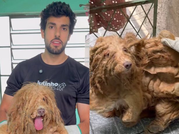Julinho Casares resgata cachorro vítima de maus-tratos após dois anos sem banho