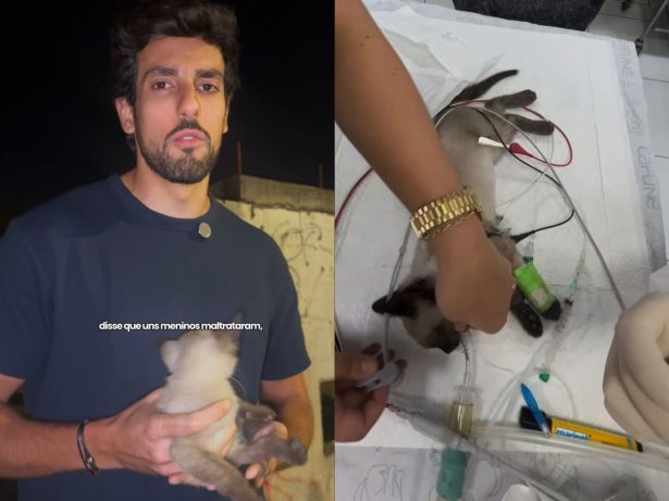 Julinho Casares resgata gatinho de três meses atropelado em Itaquaquecetuba