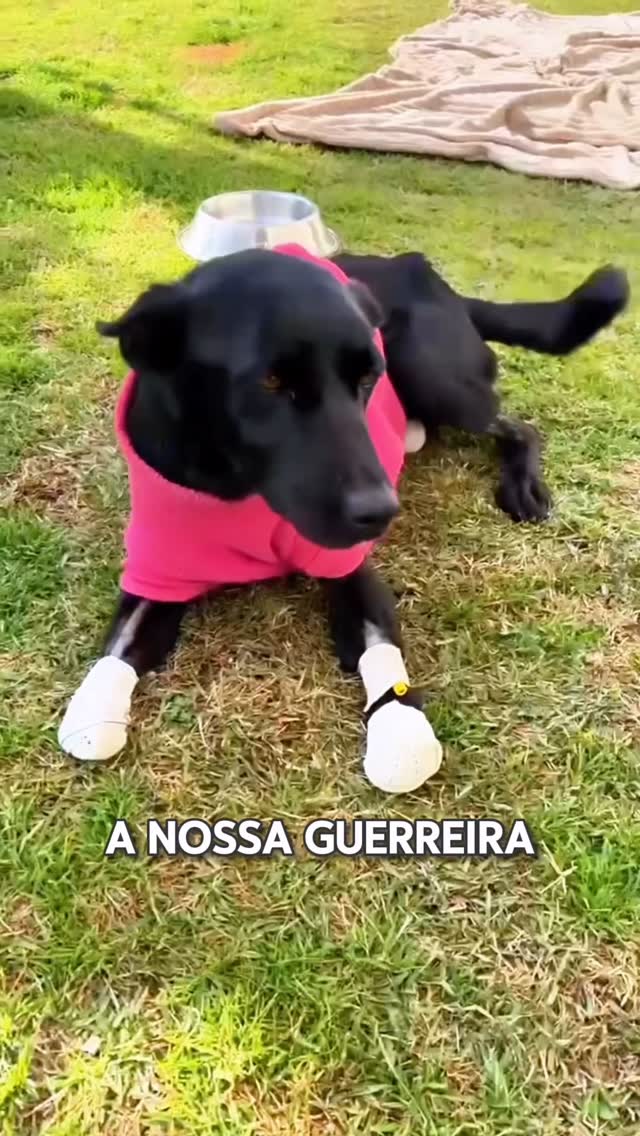 Reprodução: Instagram @uniao_protetora_caseiros