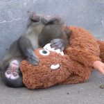 Puro amor: Macaquinho adota pelúcia como sua família e enfrenta reviravolta