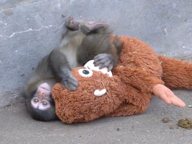 Puro amor: Macaquinho adota pelúcia como sua família e enfrenta reviravolta