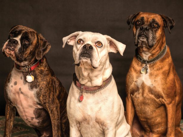 O amor pelos pets vai além! Estudo indica que vínculo influencia até a vida amorosa