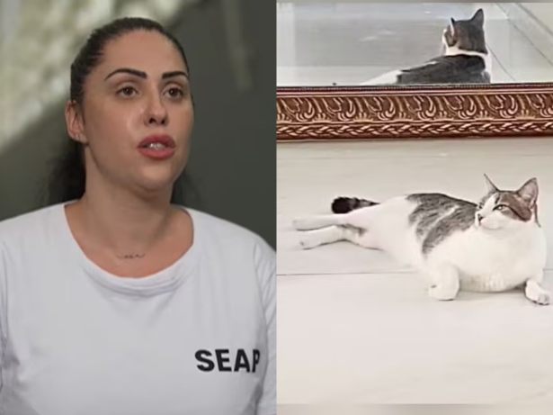 Caso Henry: defesa quer autorização para que gato adotado acompanhe Monique na prisão