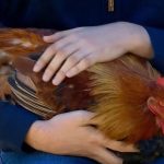 Galinha desenvolve características de galo; caso surpreende a web