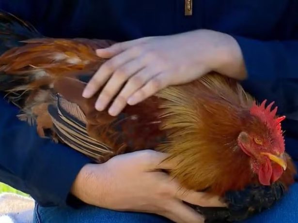 Galinha desenvolve características de galo; caso surpreende a web
