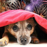 Brasil em campo: comemorar sem causar sofrimento aos animais é um ato de cidadania