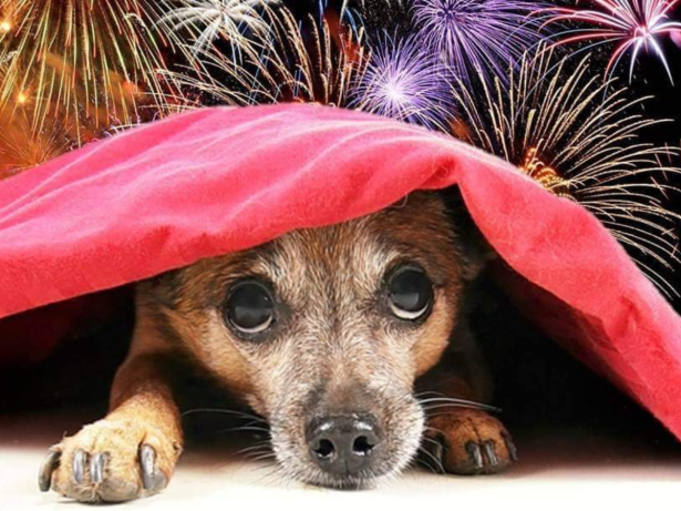 Brasil em campo: comemorar sem causar sofrimento aos animais é um ato de cidadania