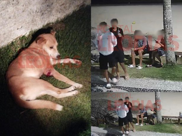 Polícia de SC confirma mais um cão caramelo na lista de maus-tratos na Praia Brava
