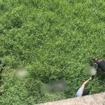 Crueldade! Após caso Orelha, polícia descobre “descarte” de cães e enforcamento no RS