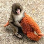 Mesmo após rejeição da mãe e conflitos no grupo, zoológico garante que macaco Punch vive em paz