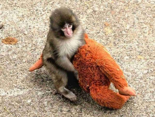 Mesmo após rejeição da mãe e conflitos no grupo, zoológico garante que macaco Punch vive em paz