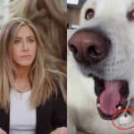 Opa! Jennifer Aniston compartilha número de celular em rede social sem querer