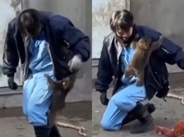 Rejeitado pela mãe, macaquinho encontra abrigo com tratador em zoológico japonês