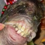 Digno de animação! Peixe “dentuço” chama a atenção na web