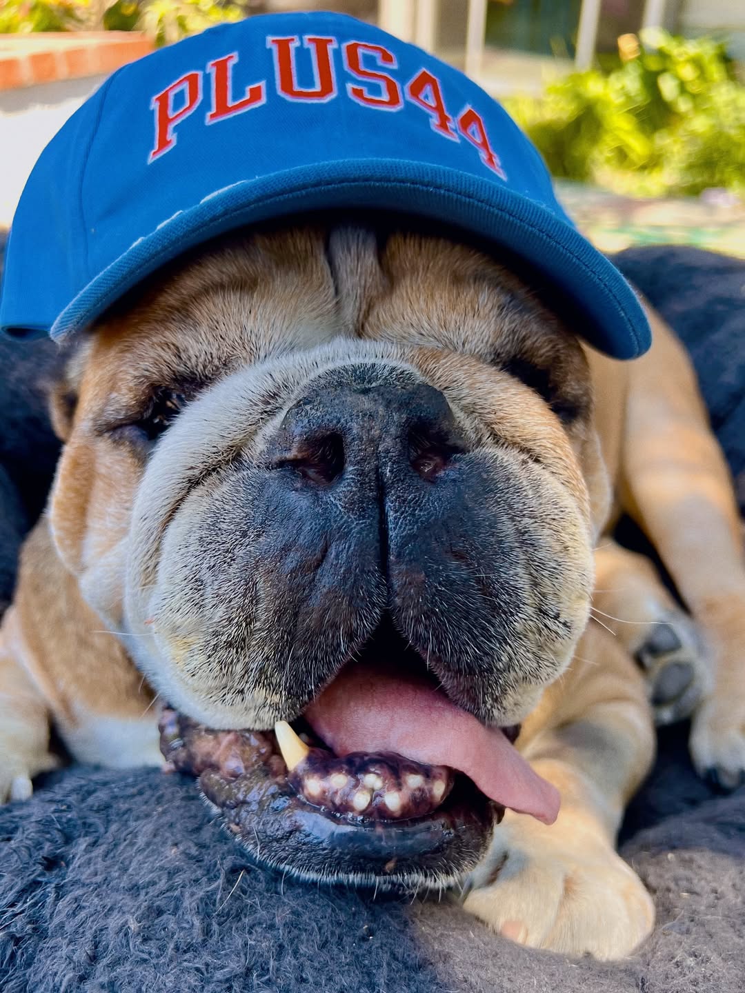 Roscoe / Reprodução: Instagram @roscoelovescoco