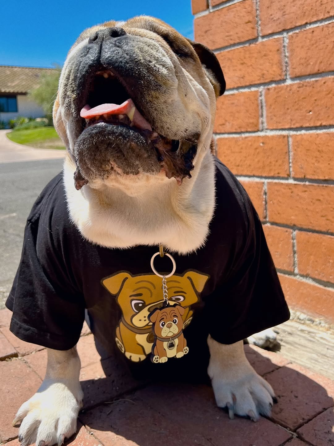 Roscoe / Reprodução: Instagram @roscoelovescoco