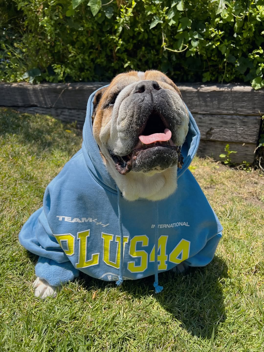 Roscoe / Reprodução: Instagram @roscoelovescoco