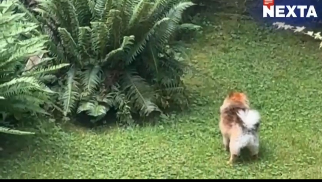 Reprodução/Nexta