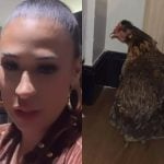 Após ganhar e adotar galinha em show, Simone Mendes leva a ave para o hotel