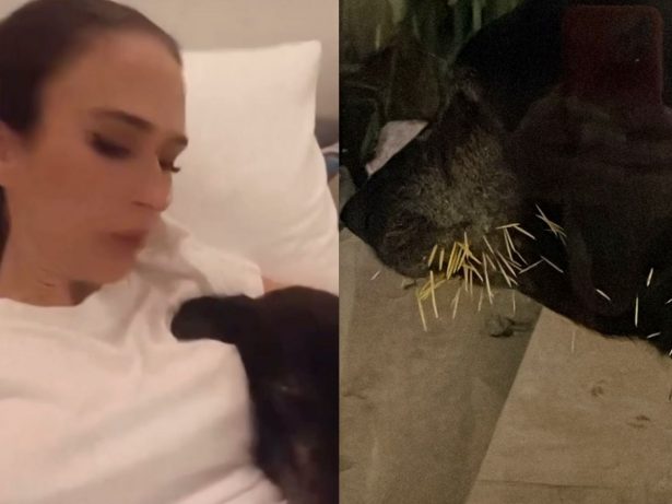 Cadela de Tatá Werneck morde porco-espinho e assusta a família. Veja foto