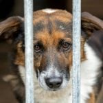 Projeto de lei prevê multa e prisão para quem acorrentar cães e gatos em SP