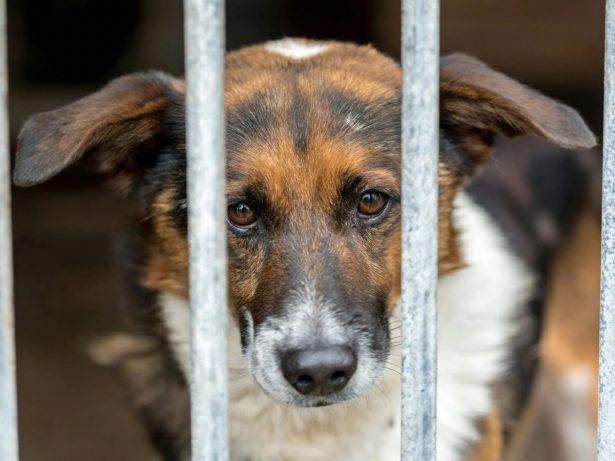 Projeto de lei prevê multa e prisão para quem acorrentar cães e gatos em SP
