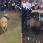 Touro foge de arena e deixa 3 pessoas feridas durante Festa do Peão, em MG