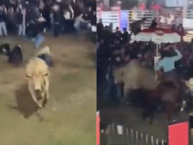 Touro foge de arena e deixa 3 pessoas feridas durante Festa do Peão, em MG