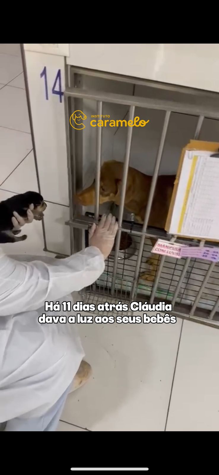 Reprodução
