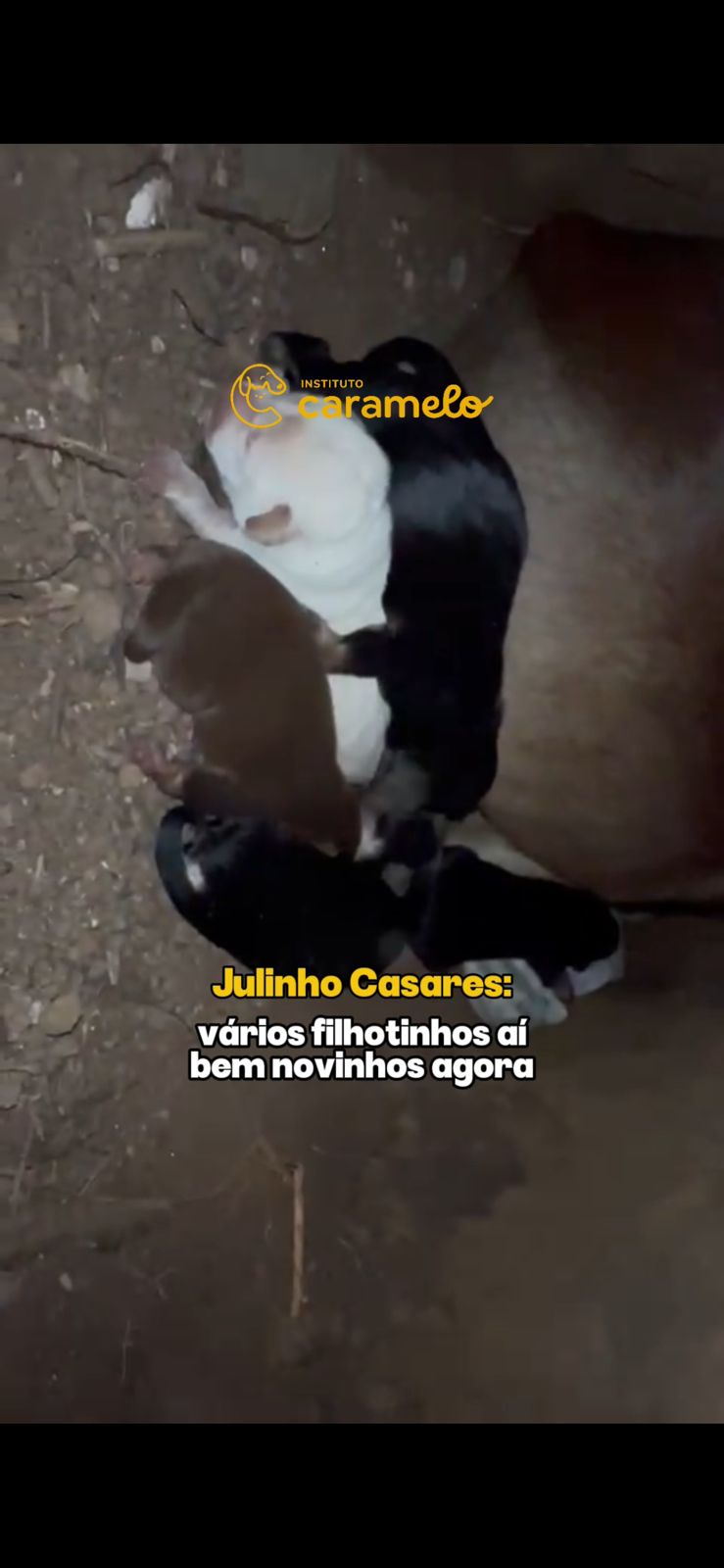 Reprodução