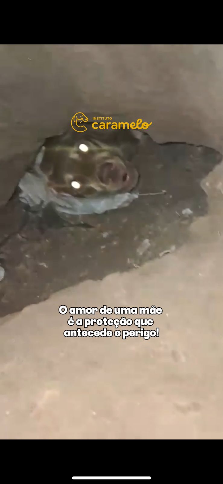 Reprodução