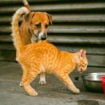 O Desafio Invisível dos Resgates de Cães e Gatos no Brasil