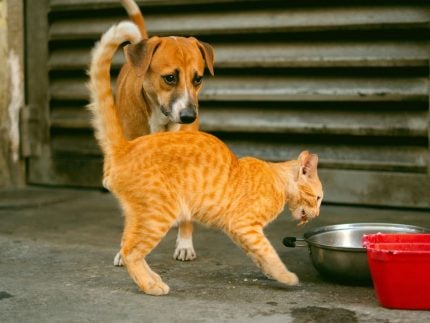 O Desafio Invisível dos Resgates de Cães e Gatos no Brasil