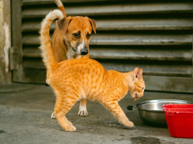 O Desafio Invisível dos Resgates de Cães e Gatos no Brasil