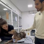 Julinho Casares atualiza caso de cão resgatado em situação extrema na zona leste de SP