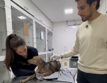 Julinho Casares atualiza caso de cão resgatado em situação extrema na zona leste de SP